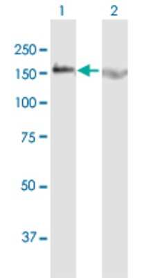 Western Blot: BAT3/BAG6 Antibody [H00007917-B01P] - Analysis of BAT3 expression in transfected 293T cell line by BAT3 polyclonal antibody.  Lane 1: BAT3 transfected lysate(123.86 KDa). Lane 2: Non-transfected lysate.