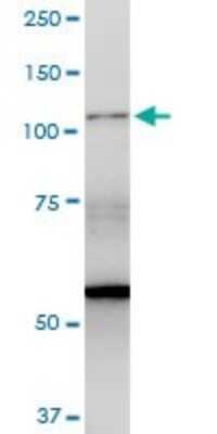 Western Blot: BAT3/BAG6 Antibody [H00007917-D01P] - Analysis of BAT3 expression in PC-12.