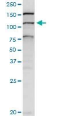 Western Blot: BAT3/BAG6 Antibody [H00007917-D01P] - Analysis of BAT3 expression in mouse testis.