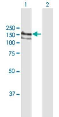 Western Blot: BAT3/BAG6 Antibody [H00007917-D01P] - Analysis of BAT3 expression in transfected 293T cell line by BAT3 polyclonal antibody.Lane 1: BAT3 transfected lysate(118.70 KDa).Lane 2: Non-transfected lysate.