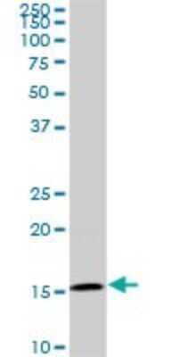 Western Blot: BATF Antibody (1G4) [H00010538-M03] - Analysis of BATF expression in PC-12 (Cat # L012V1).