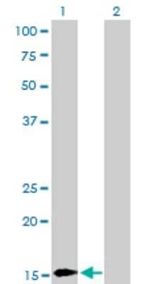 Western Blot: BATF Antibody (1G4) [H00010538-M03] - Analysis of BATF expression in transfected 293T cell line by BATF monoclonal antibody (M03), clone 1G4. Lane 1: BATF transfected lysatE (14.1 KDa). Lane 2: Non-transfected lysate.