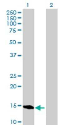 Western Blot: BATF Antibody [H00010538-B01P] - Analysis of BATF expression in transfected 293T cell line by BATF polyclonal antibody.  Lane 1: BATF transfected lysate(13.75 KDa). Lane 2: Non-transfected lysate.