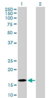 Western Blot: BATF Antibody [H00010538-D01P] - Analysis of BATF expression in transfected 293T cell line by BATF polyclonal antibody.Lane 1: BATF transfected lysate(14.10 KDa).Lane 2: Non-transfected lysate.
