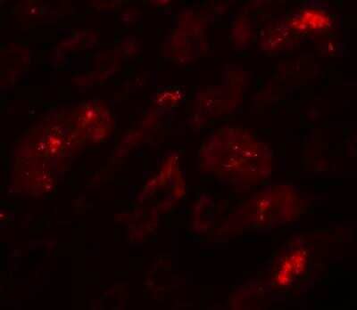 Immunofluorescence BATF3 Antibody - BSA Free