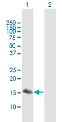Western Blot: BATF3 Antibody [H00055509-B01P] - Analysis of BATF3 expression in transfected 293T cell line by BATF3 polyclonal antibody.  Lane 1: SNFT transfected lysate(13.97 KDa). Lane 2: Non-transfected lysate.