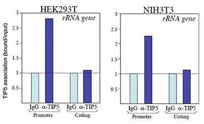 Chromatin Immunoprecipitation: BAZ2A Antibody [NBP2-59158] - Chromatin from HEK293T and NIH3T3 cells was formaldehyde cross-linked and sheared with the Bioruptor to yield fragments with an average length of 200 to 400 bp. ChIP was performed overnight at 4C with 100 ug sheared chromatin and either 5 uL of the TIP5 antibody or 5 ul IgG which was used as negative IP control. The IP'd DNA was analysed by qPCR with primer sets for the promoter and the coding region of the 28s ribosomal RNA gene. Figure shows the recovery by the TIP5 antibody and by IgG (set to 1), normalised to the input DNA. These results show that, both in HEK293T and in NIH3T3 cells, TIP5 is associated with the promoter, but not with the coding region of the 28srRNA gene.