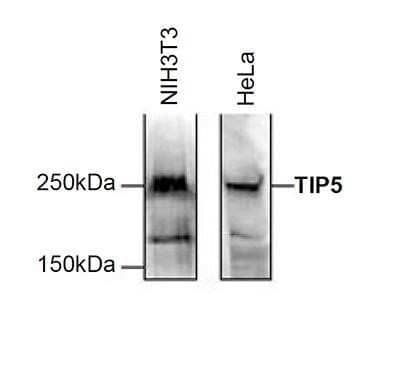 Western Blot: BAZ2A Antibody [NBP2-59158] - Western blot was performed on 150 ug nuclear extract from either NIH3T3 or HeLa cells with the antibody against TIP5 , diluted 1:1,000 in PBS containing 5% milk powder and 0.1% Tween- 20. The molecular weight marker is shown on the left, the location of the protein of interest is indicated on the right.