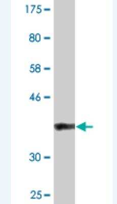 Western Blot: BAZ2B Antibody (2D10) [H00029994-M07] - Detection against Immunogen (36.63 KDa) .