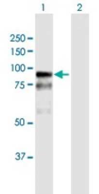 Western Blot: BAZ2B Antibody [H00029994-B01P] - Analysis of BAZ2B expression in transfected 293T cell line by BAZ2B polyclonal antibody.  Lane 1: BAZ2B transfected lysate(70.73 KDa). Lane 2: Non-transfected lysate.