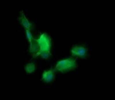 Immunocytochemistry/Immunofluorescence: BBOX1 Antibody (OTI4F9) - Azide and BSA Free [NBP2-71372] - Analysis of COS7 cells transiently transfected by pCMV6-ENTRY BBOX1.