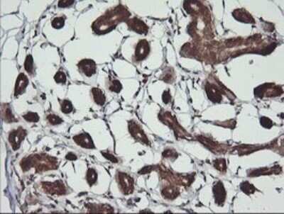 Immunohistochemistry: BBOX1 Antibody (OTI4F9) - Azide and BSA Free [NBP2-71372] - Analysis of Human breast tissue. (Heat-induced epitope retrieval by 10mM citric buffer, pH6.0, 120C for 3min)