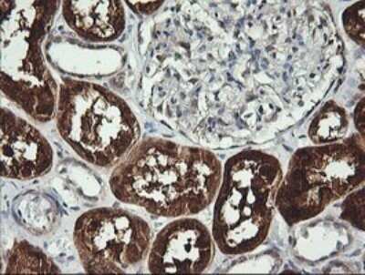 Immunohistochemistry: BBOX1 Antibody (OTI4F9) - Azide and BSA Free [NBP2-71372] - Analysis of Human Kidney tissue. (Heat-induced epitope retrieval by 10mM citric buffer, pH6.0, 120C for 3min)