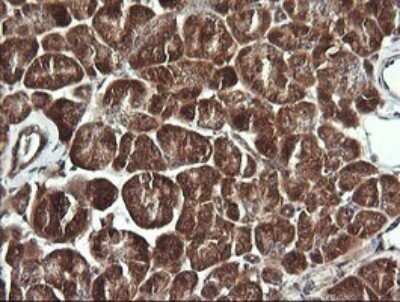 Immunohistochemistry: BBOX1 Antibody (OTI4F9) - Azide and BSA Free [NBP2-71372] - Analysis of Human pancreas tissue. (Heat-induced epitope retrieval by 10mM citric buffer, pH6.0, 120C for 3min)