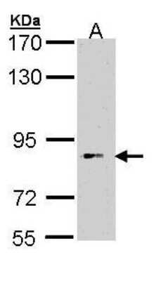 Western Blot BBS12 Antibody - BSA Free