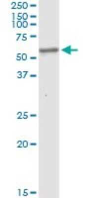 Western Blot: BBS4 Antibody [H00000585-D01P] - Analysis of BBS4 expression in mouse liver.