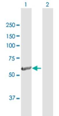 Western Blot: BBS4 Antibody [H00000585-D01P] - Analysis of BBS4 expression in transfected 293T cell line by BBS4 polyclonal antibody.Lane 1: BBS4 transfected lysate(58.30 KDa).Lane 2: Non-transfected lysate.