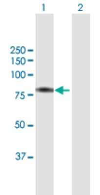 Western Blot: BBS7 Antibody [H00055212-B01P] - Analysis of BBS7 expression in transfected 293T cell line by BBS7 polyclonal antibody.  Lane 1: BBS7 transfected lysate(78.65 KDa). Lane 2: Non-transfected lysate.