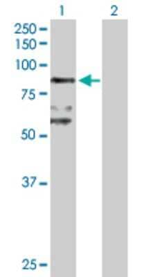 Western Blot: BBS7 Antibody [H00055212-D01P] - Analysis of BBS7 expression in transfected 293T cell line by BBS7 polyclonal antibody.Lane 1: BBS7 transfected lysate(80.40 KDa).Lane 2: Non-transfected lysate.