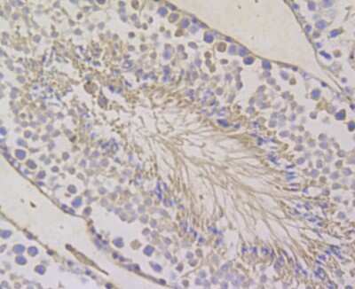 Immunohistochemistry-Paraffin: BCAP31 Antibody (JG37-81) [NBP2-75416] - Analysis of paraffin-embedded mouse testis tissue using anti-BAP31 antibody. Counter stained with hematoxylin.
