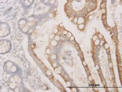 Immunohistochemistry-Paraffin: BCAS1 Antibody (1B5) [H00008537-M03] - Analysis of monoclonal antibody to BCAS1 on formalin-fixed paraffin-embedded human small Intestine. Antibody concentration 1.5 ug/ml