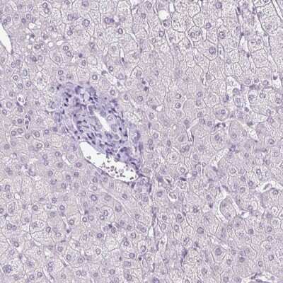 Immunohistochemistry-Paraffin: BCAS1 Antibody [NBP2-38658] - Staining of human liver shows low expression as expected.