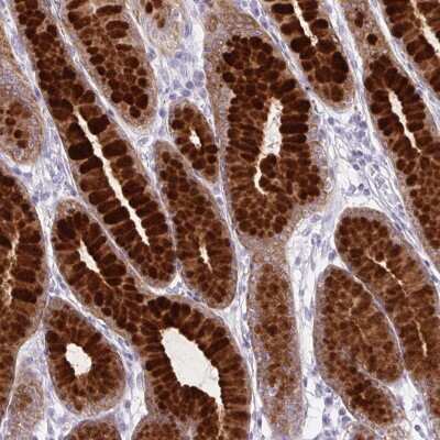 Immunohistochemistry-Paraffin: BCAS1 Antibody [NBP2-38658] - Staining of human stomach shows high expression.