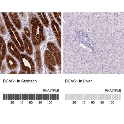 <b>Orthogonal Strategies Validation. </b>Immunohistochemistry-Paraffin: BCAS1 Antibody [NBP2-38658] - Staining in human stomach and liver tissues using anti-BCAS1 antibody. Corresponding BCAS1 RNA-seq data are presented for the same tissues.