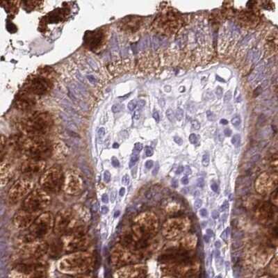 Immunohistochemistry-Paraffin: BCAS1 Antibody [NBP2-38658] - Staining of human colon.