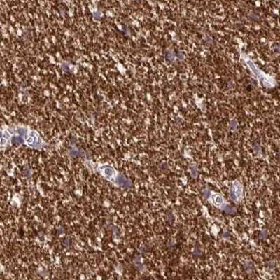 Immunohistochemistry-Paraffin: BCAS1 Antibody [NBP2-38658] - Staining of human cerebral cortex.