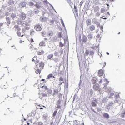 Immunohistochemistry-Paraffin: BCAS1 Antibody [NBP2-38658] - Staining of human testis.