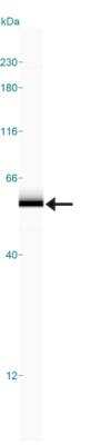 Simple Western: BCAS1 Antibody [NB100-681] - Simple Western lane view shows a specific band for BCAS1 in 0.05 mg/ml of MCF-7 lysate.  This experiment was performed under reducing conditions using the 12-230 kDa separation system.