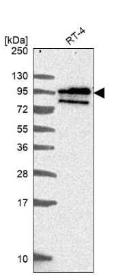 Western Blot: BCAS1 Antibody [NBP2-38658] - Analysis in human cell line RT-4.