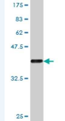 Western Blot: BCAS2 Antibody (1A3) [H00010286-M02] - Detection against Immunogen (37.84 KDa) .