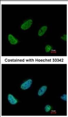 Immunocytochemistry/Immunofluorescence: BCAS2 Antibody [NBP2-15551] - Immunofluorescence analysis of paraformaldehyde-fixed HeLa, using antibody at 1:200 dilution.