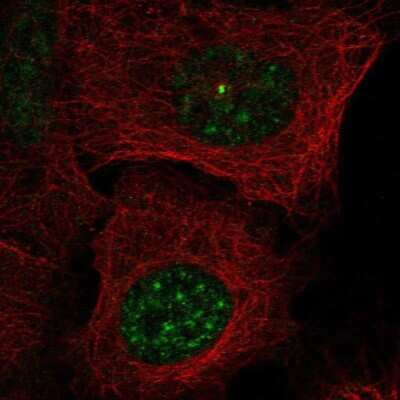 Immunocytochemistry/Immunofluorescence: BCAS2 Antibody [NBP2-49532] - Staining of human cell line U-2 OS shows localization to nuclear speckles & centrosome.