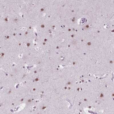 Immunohistochemistry: BCAS2 Antibody [NBP2-49532] - Staining of human cerebral cortex shows moderate nuclear positivity in neuronal cells.