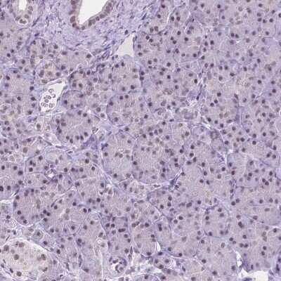 Immunohistochemistry-Paraffin: BCAS2 Antibody [NBP2-49532] - Staining of human pancreas shows low expression as expected.