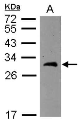 Western Blot: BCAS2 Antibody [NBP2-15551] - Sample (30 ug of whole cell lysate) A: MCF-7 12% SDS PAGE gel, diluted at 1:1000.