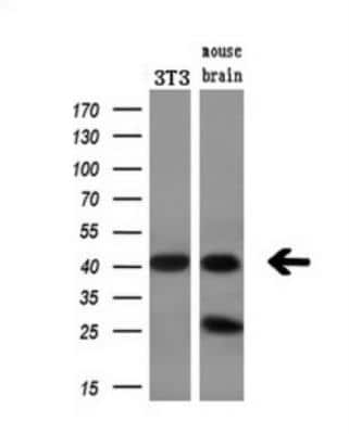 Western Blot: BCAT1 Antibody (3F5) [NBP2-01826] -  Analysis of extracts (10ug) from a mouse cell line and a mouse tissue by using anti-BCAT1 monoclonal antibody. (1:200)