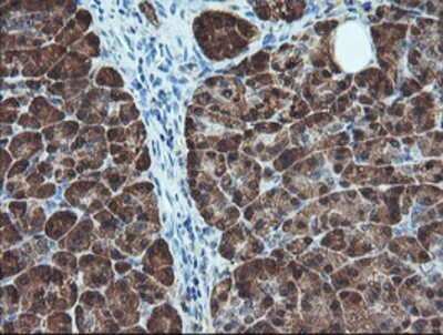 Immunohistochemistry: BCAT1 Antibody (OTI3F5) - Azide and BSA Free [NBP2-70242] - Staining of paraffin-embedded Human pancreas tissue using anti-BCAT1 mouse monoclonal antibody.