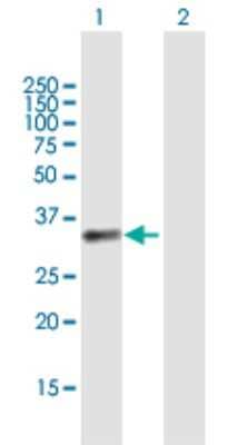 Western Blot: BCAT1 Antibody [H00000586-B01P] - Analysis of BCAT1 expression in transfected 293T cell line by BCAT1 polyclonal antibody.  Lane 1: BCAT1 transfected lysate(35.31 KDa). Lane 2: Non-transfected lysate.