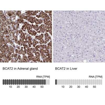 Immunohistochemistry-Paraffin: BCAT2 Antibody [NBP2-33705] - Staining in human adrenal gland and liver tissues using anti-BCAT2 antibody. Corresponding BCAT2 RNA-seq data are presented for the same tissues.