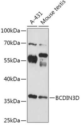 Western Blot BCDIN3D Antibody - Azide and BSA Free