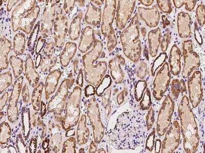 Immunohistochemistry-Paraffin: BCKDHA Antibody [NBP2-97503] - Immunochemical staining of human BCKDHA in human kidney with rabbit polyclonal antibody at 1:200 dilution, formalin-fixed paraffin embedded sections.