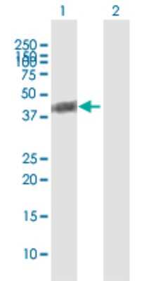 Western Blot: BCKDHA Antibody [H00000593-B01P] - Analysis of BCKDHA expression in transfected 293T cell line by BCKDHA polyclonal antibody.  Lane 1: BCKDHA transfected lysate(48.95 KDa). Lane 2: Non-transfected lysate.