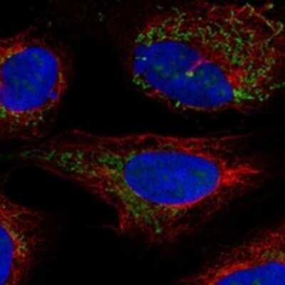 Immunocytochemistry/Immunofluorescence: BCKDHB Antibody [NBP3-17345] - Staining of human cell line U-2 OS shows localization to nucleoli & mitochondria.