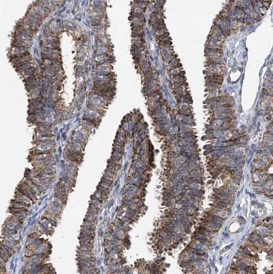 Immunohistochemistry-Paraffin: BCKDHB Antibody [NBP1-86326] - Staining of human fallopian tube shows strong granular cytoplasmic positivity in glandular cells.