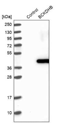 Western Blot: BCKDHB Antibody [NBP1-86326] - Analysis in control (vector only transfected HEK293T lysate) and BCKDHB over-expression lysate (Co-expressed with a C-terminal myc-DDK tag (3.1 kDa) in mammalian HEK293T cells).