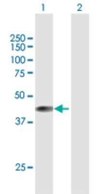 Western Blot: BCKDK Antibody [H00010295-B01P] - Analysis of BCKDK expression in transfected 293T cell line by BCKDK polyclonal antibody.  Lane 1: BCKDK transfected lysate(45.32 KDa). Lane 2: Non-transfected lysate.